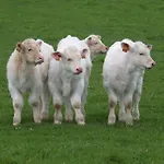 A La Haute Bouillere Frühstückspension Chavagnes-les-Redoux