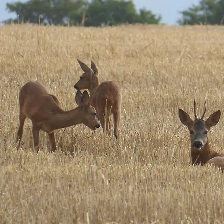 A La Haute Bouillere