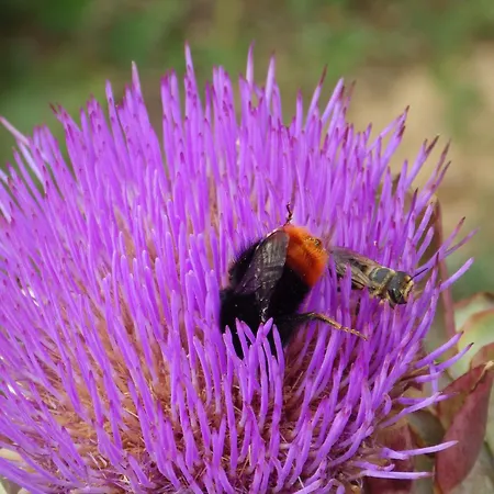 Bed and Breakfast A La Haute Bouillere 3*