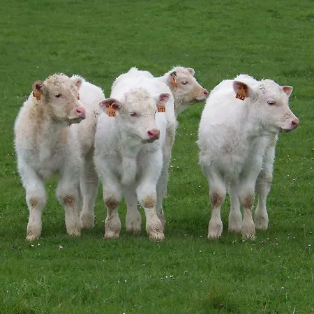 A La Haute Bouillere Bed & Breakfast Chavagnes-les-Redoux