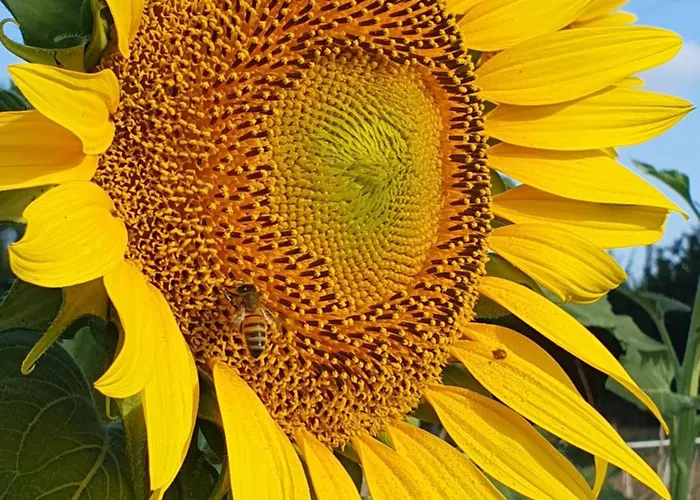 A La Haute Bouillere Bed and Breakfast 3*