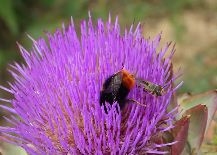 Bed and Breakfast A La Haute Bouillere 3*