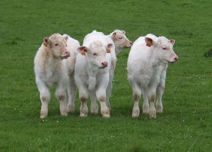 A La Haute Bouillere Bed and Breakfast Chavagnes-les-Redoux