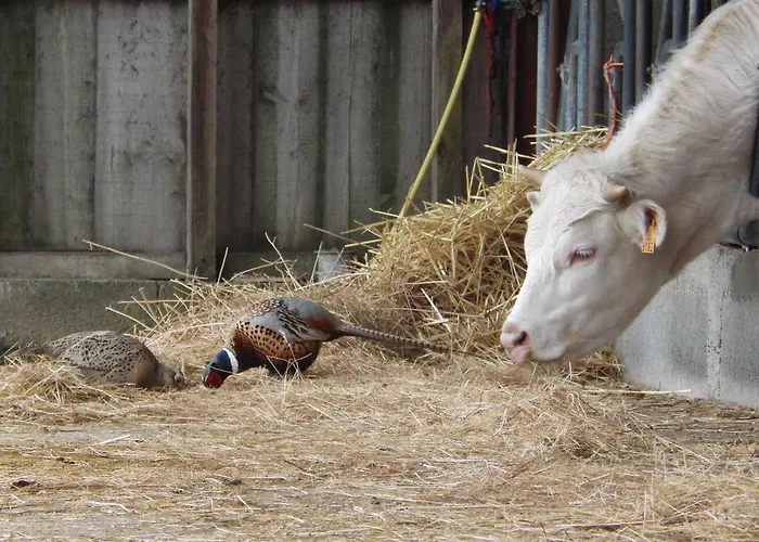 A La Haute Bouillere Chavagnes-les-Redoux