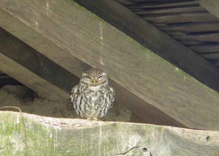 فندق مبيت وإفطار A La Haute Bouillere 3*